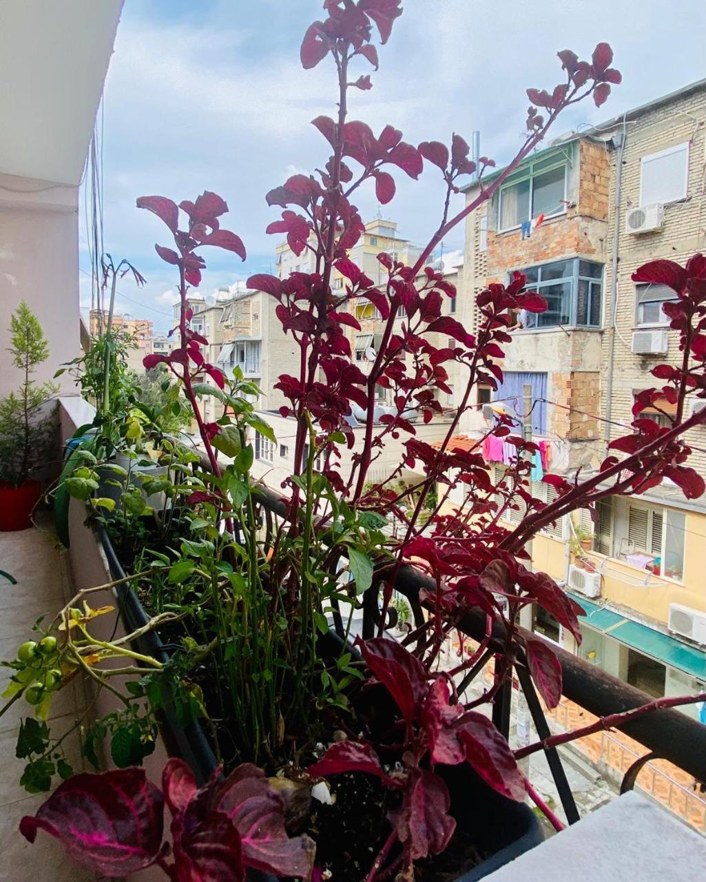 Apartment Tiranë Ngoại thất bức ảnh